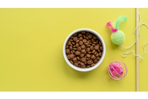 Jaką miskę wybrać dla psa? Przewodnik dla odpowiedzialnych właścicieli